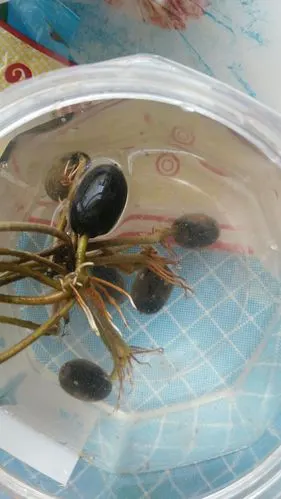 成培源的水培植物碗莲(副本)