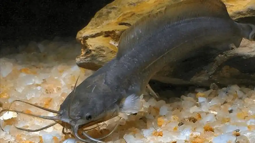 原创原生鱼第十一期胡子鲶