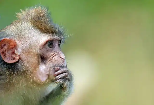 猴子不能说话的根本原因,少了一个"i"