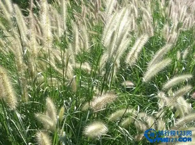 非洲最奇特的植物——只会低头的尖毛草
