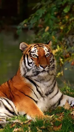 老虎休息在地面,叶子