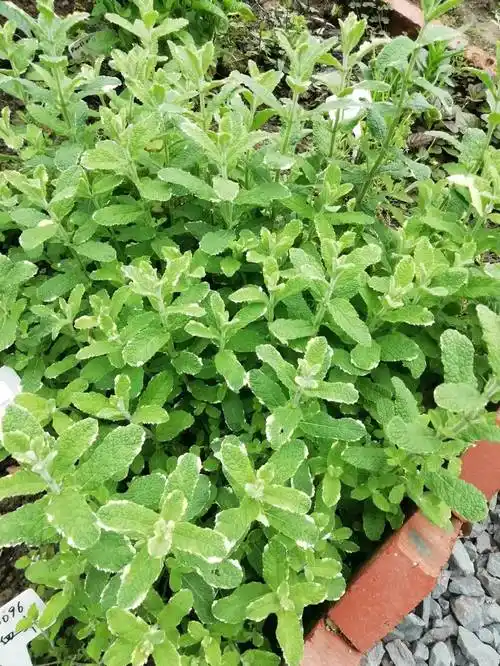 科学网—大暑,花叶薄荷送清凉 - 杨卫东的博文