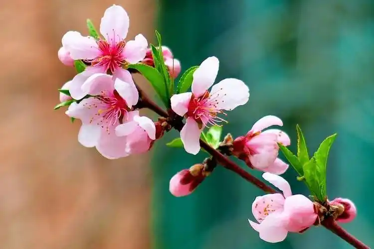 桃花开花是什么样子