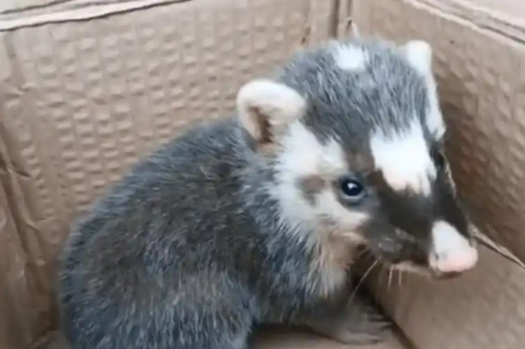 广州市发布《处置禁食陆生野生动物补偿办法》;广西超400万元网箱鱼不