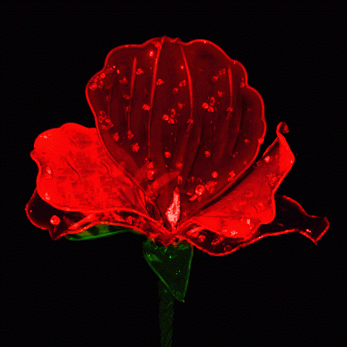 黑色背景梦幻荷花水波gif动态素材[春山制图] - 春山 - ★春山博客