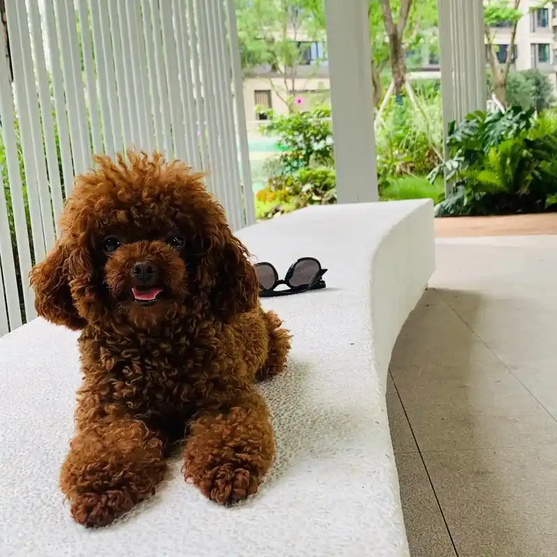 小体泰迪妹妹找男朋友!#小体泰迪配种 #小体泰迪 #泰迪妹妹 - 抖音