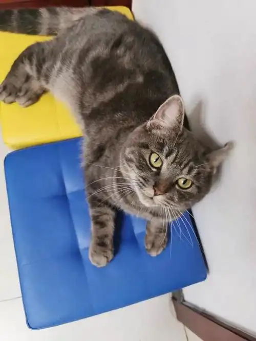 领养北京门头沟漂亮美短混蓝猫求领养