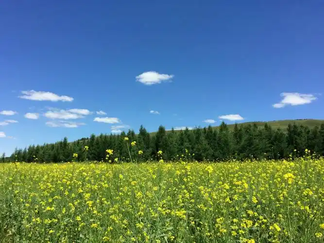 醉美草原(三):芬芳花草香