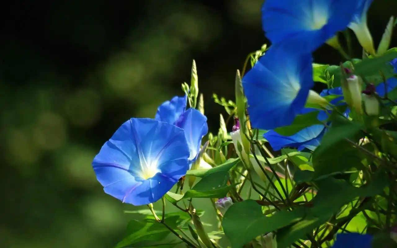夏季唯美好看的牵牛花小清新素雅桌面壁纸下载
