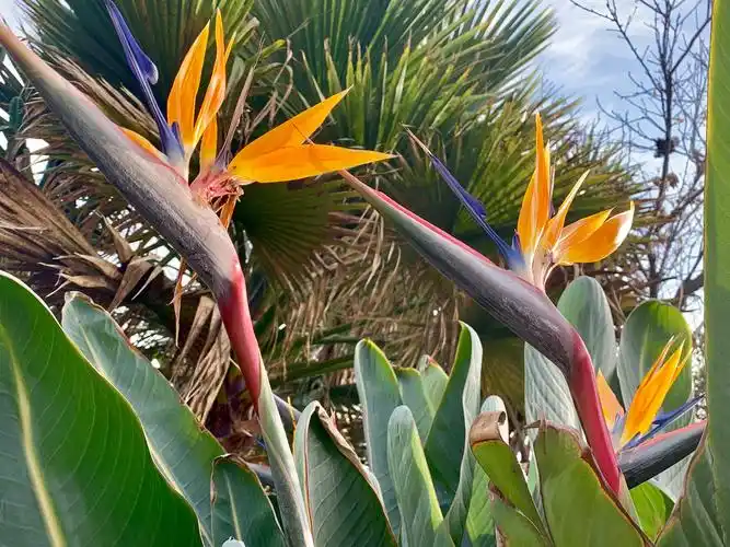 极端美丽的花名:天堂鸟