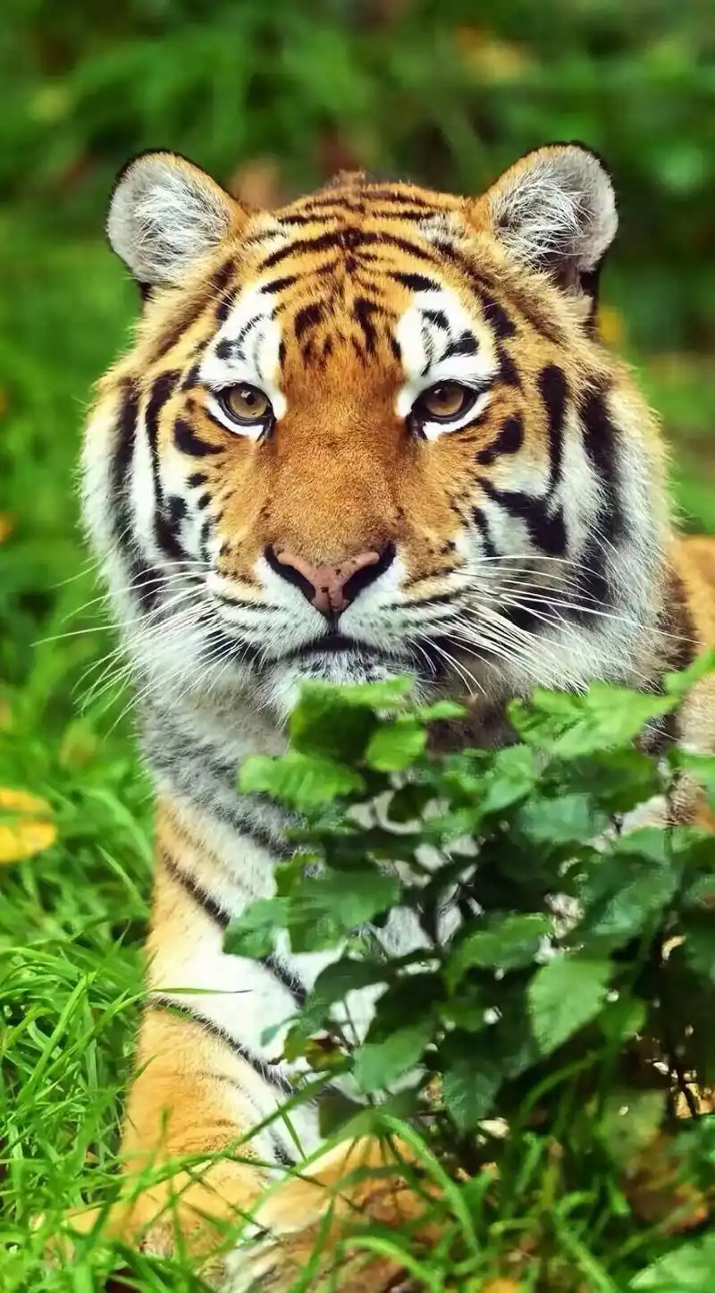 分享一组大自然的王者,凶猛霸气的老虎图集