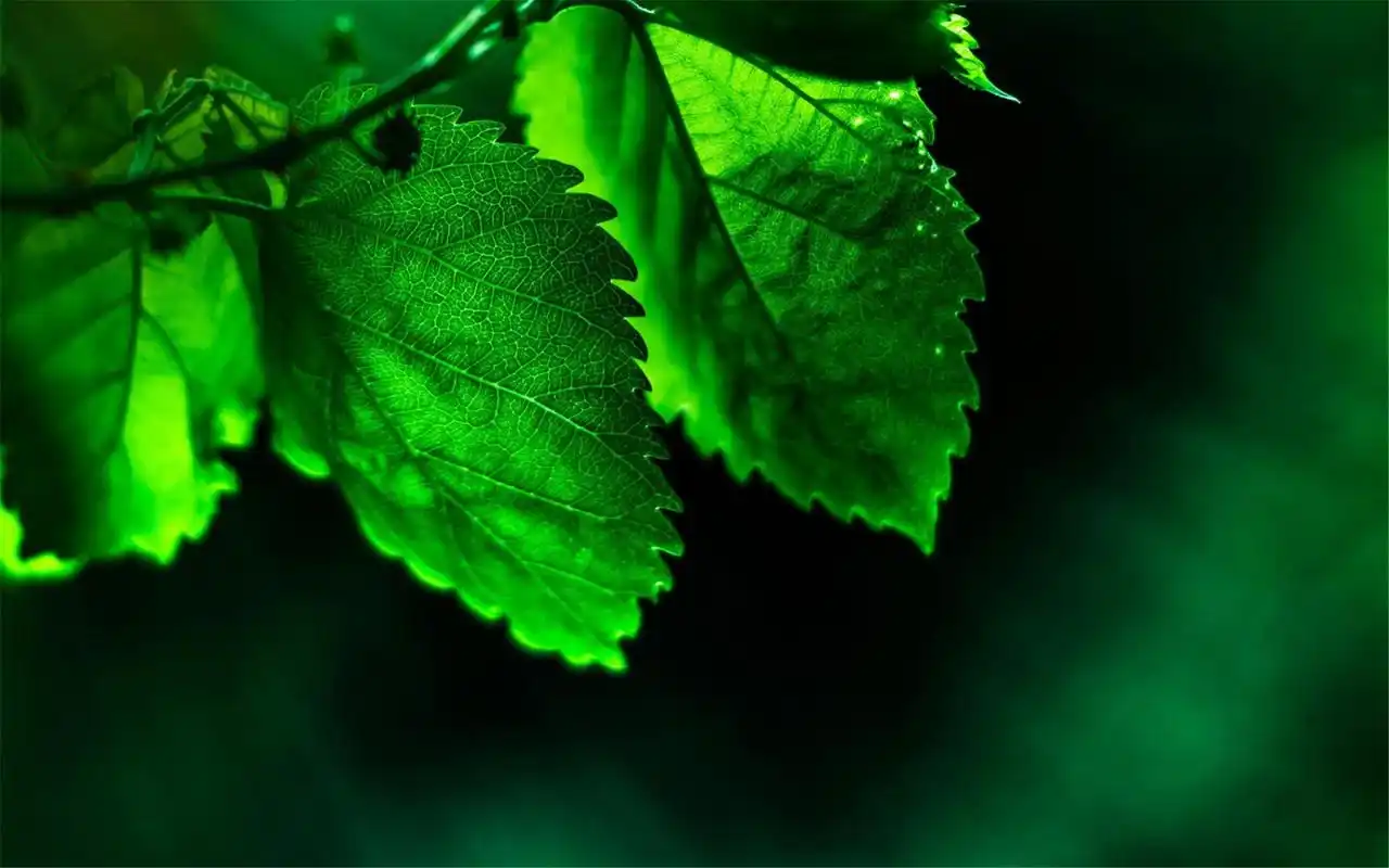 绿色护眼小清新桌面壁纸