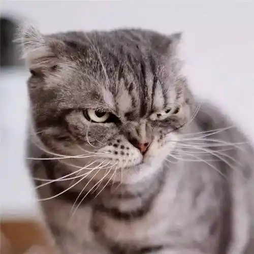 即便给它穿戴上再萌再粉红的装扮,也是一脸凶神恶煞似的违和~脸上永远