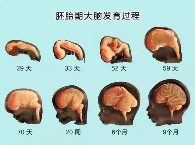 十月怀胎三个时间点是胎儿智商发育黄金期几招让孩子聪明健康