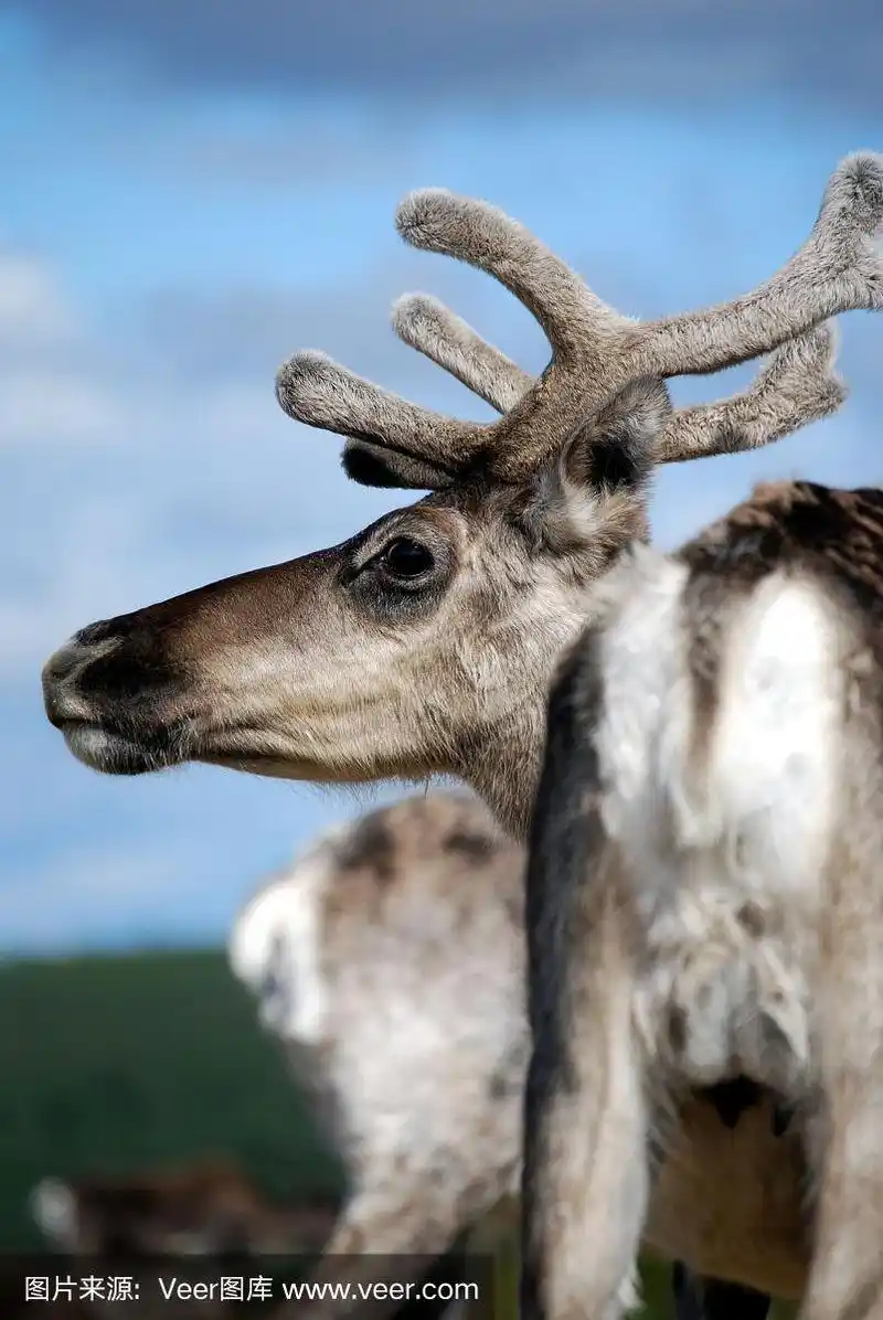 有角的驯鹿头