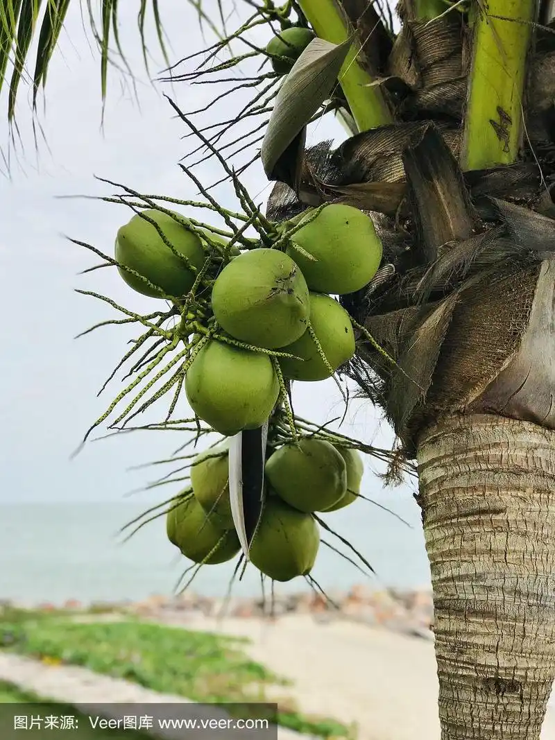 椰子树或椰子生产的果实.
