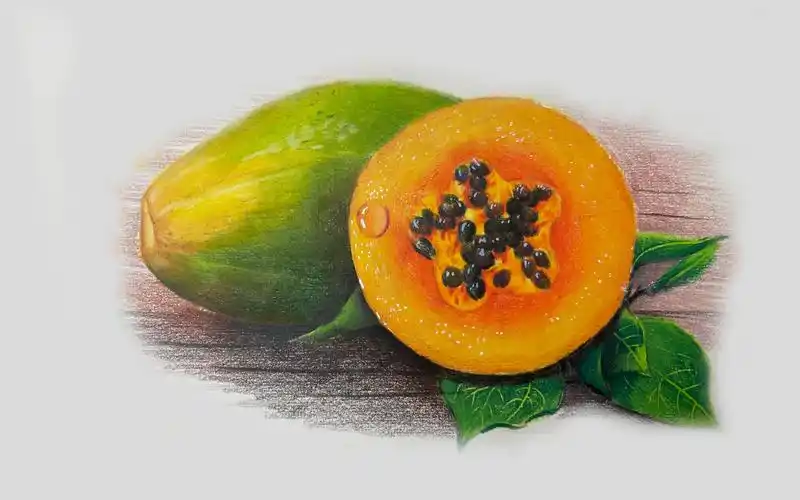 彩铅画|:大家知道木瓜的作用嘛?欢迎评论