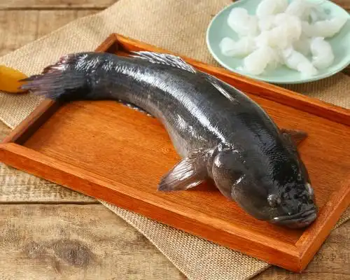 冰鲜水产笋壳鱼 1条装 700-800g - 春播