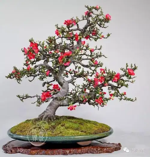 贴梗海棠盆景可以这么玩,你不知道的造型速成法