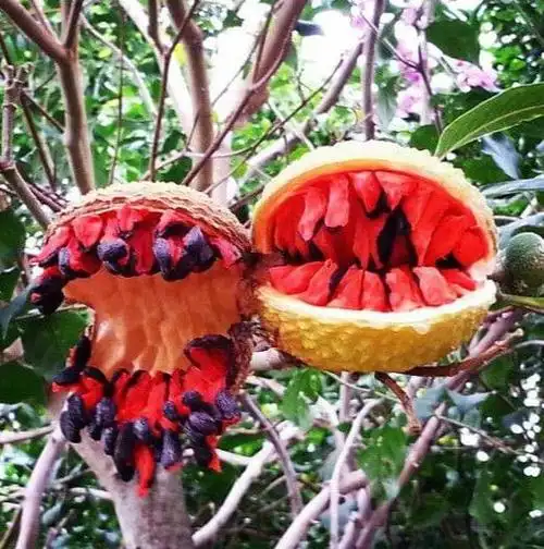 世界上稀有水果你见过吗反正我认识的都没吃过