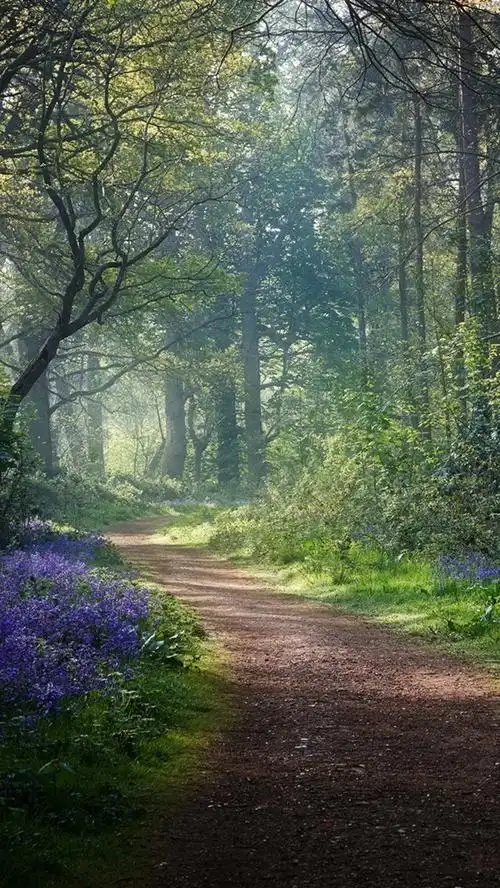 首页 自然与风景 森林和树木