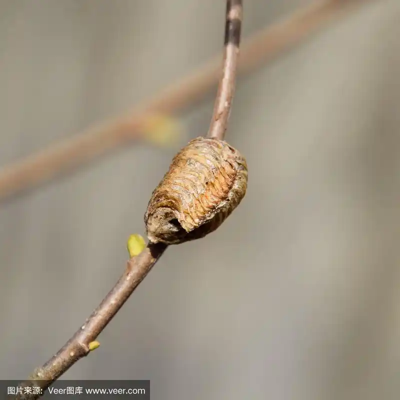 在树枝上的卵鞘螳螂.昆虫的卵