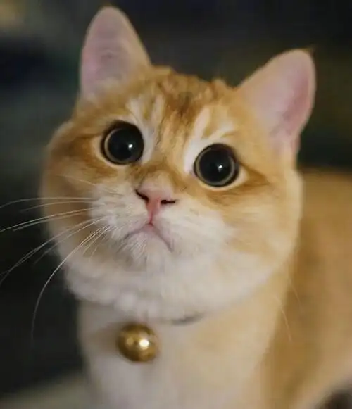 这只小猫看上去总是在索吻 模样呆萌可爱!