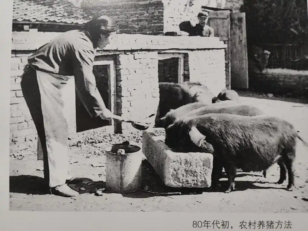 八十年代屯留养猪发展好.改革开放后,农村政策发生了变化,大家 - 抖音