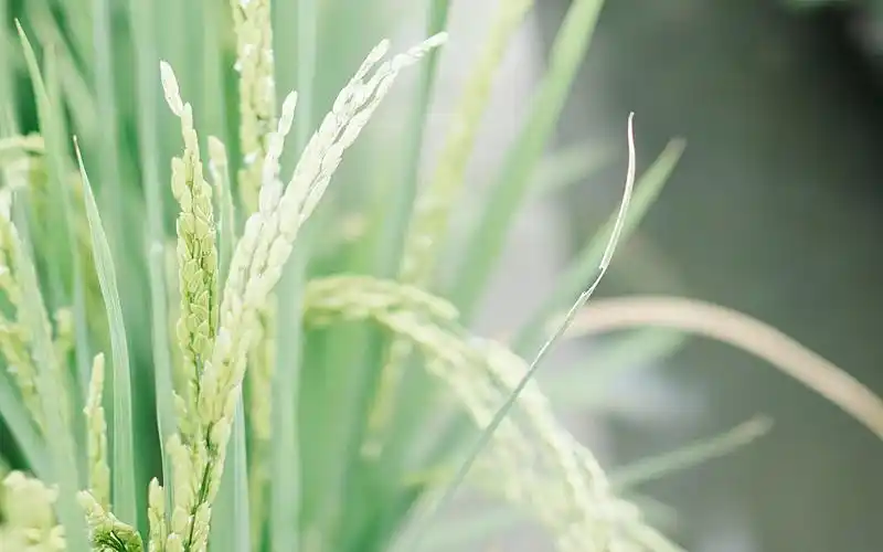 绿色植物小清新高清图片桌面壁纸