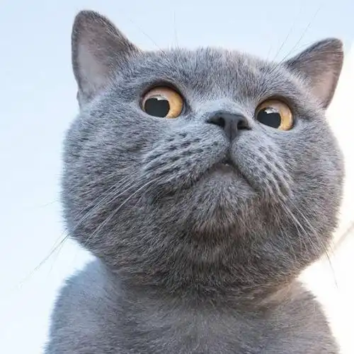 壹米图片网首页_沙雕表情包_微信抖头像图片_cosplay图片_手抄报大全