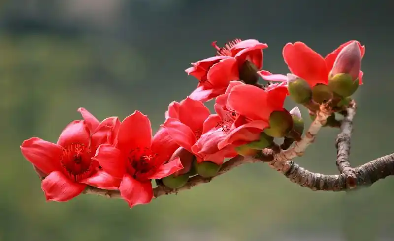 应该是木棉花吧.广东那边种植比较多,发个图片,供参考下!