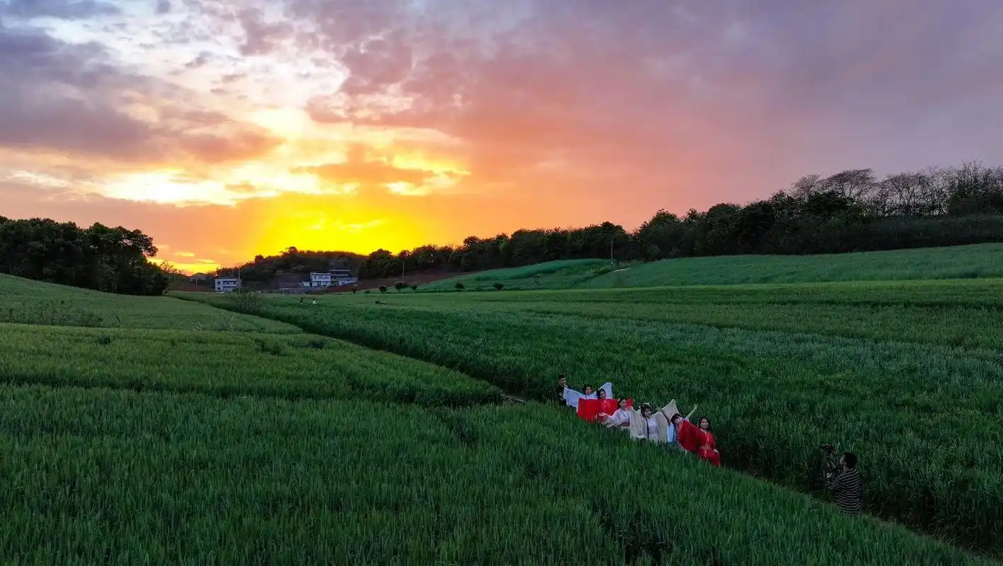 四川泸州:春日麦田引游人.2024年3月25日,游人在四川省 - 抖音
