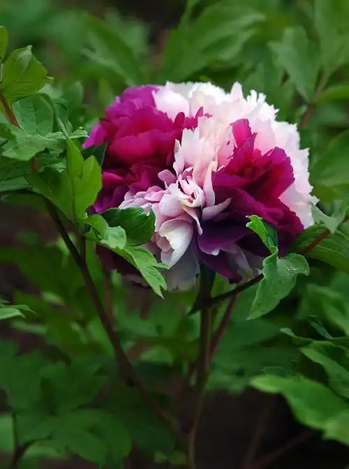 牡丹花的花语是富贵圆满吗(牡丹齐盛放春色满洛城)(6)