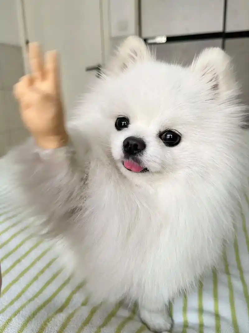 7099来给生活花式比耶!