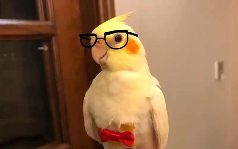 活动  【腮红鸡】快乐撸鸡,爽成鳌拜