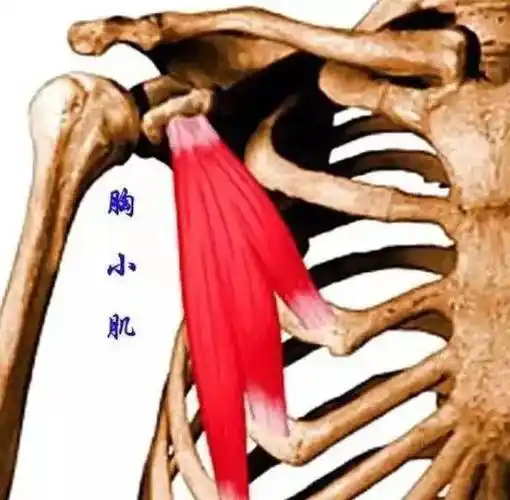 每日一肌第六讲---胸小肌