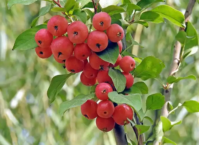 海棠果是的功效有哪些生津止渴止泻的作用
