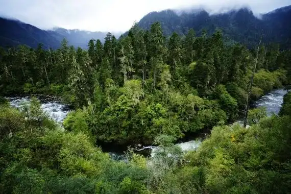 中国最大的原始森林西藏原始森林达717万公顷