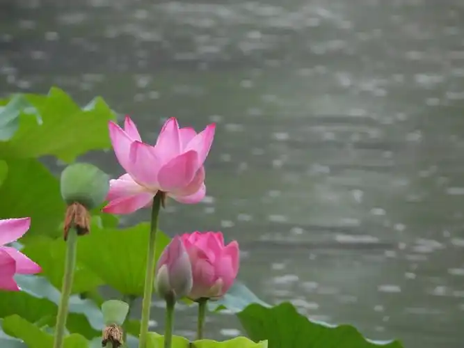 雨中漫步北海公园观荷花,照了几张照片分享给大家看看.