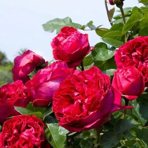 蓝妖花园 皇家胭脂月季花苗 庭院阳台 包对版 四季开花