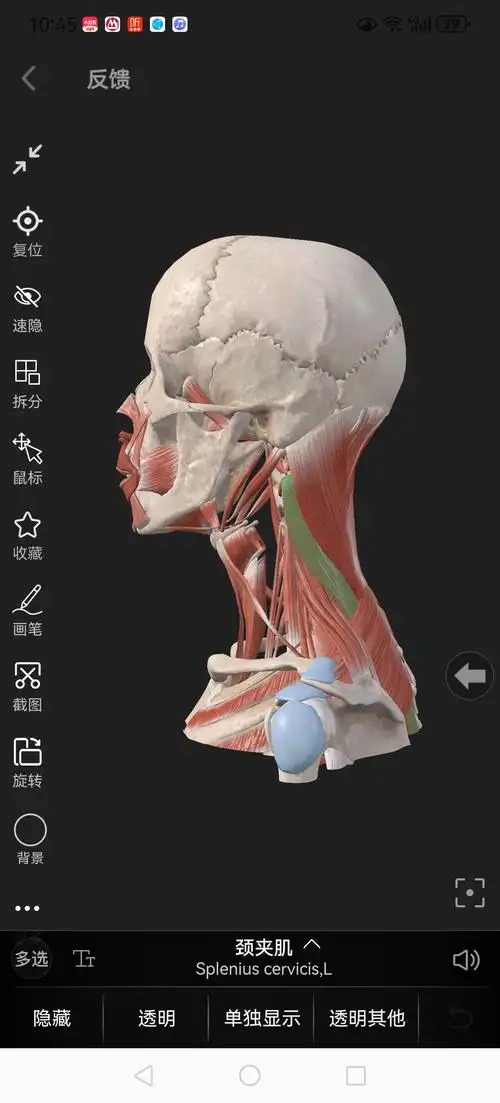 颈夹肌的主要功能是参与头颈部活动,两侧