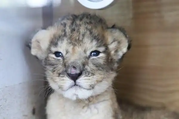 快来看刚出生12天的小狮子个个都是包子脸