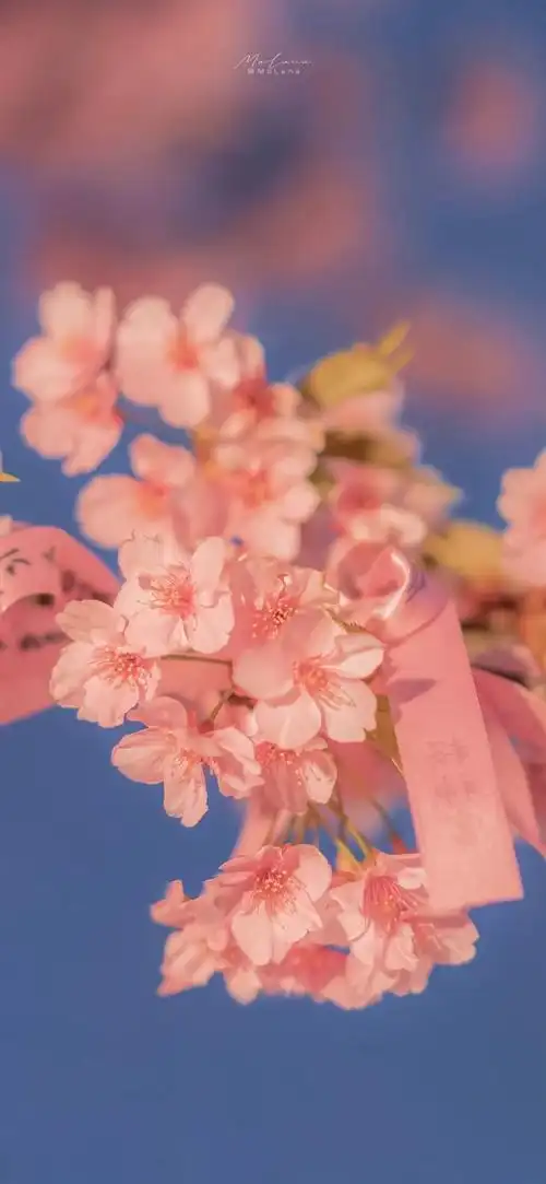 手机壁纸##美图##背景图