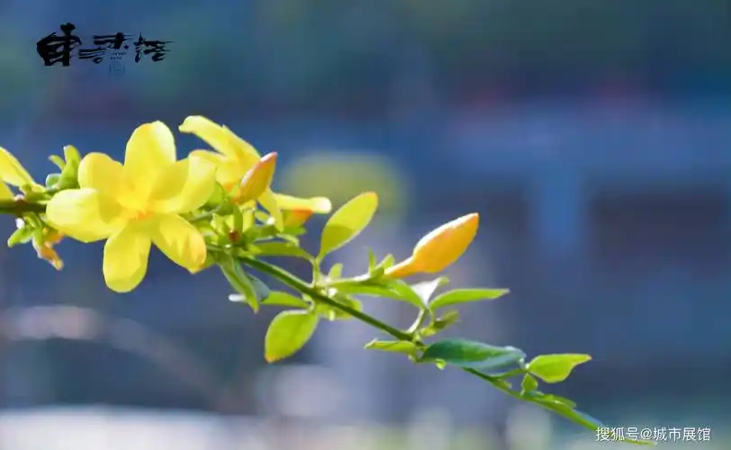 景宁诗意春天风景画册30张壁纸级美图带你感受畲乡浓浓春意