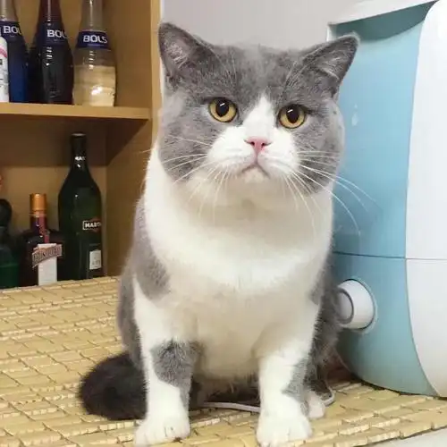 每日一猫 英短蓝白 长大后 我就成了