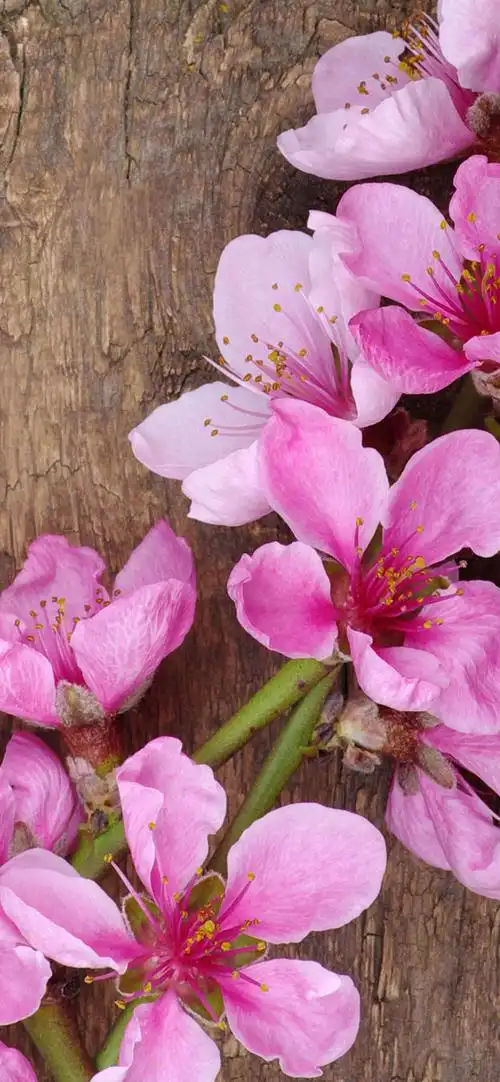 春天, 粉红色桃花, 木板 iphone桌布