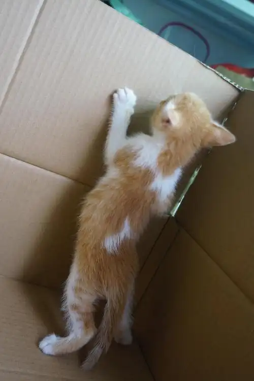 南山英短橘猫串找领养