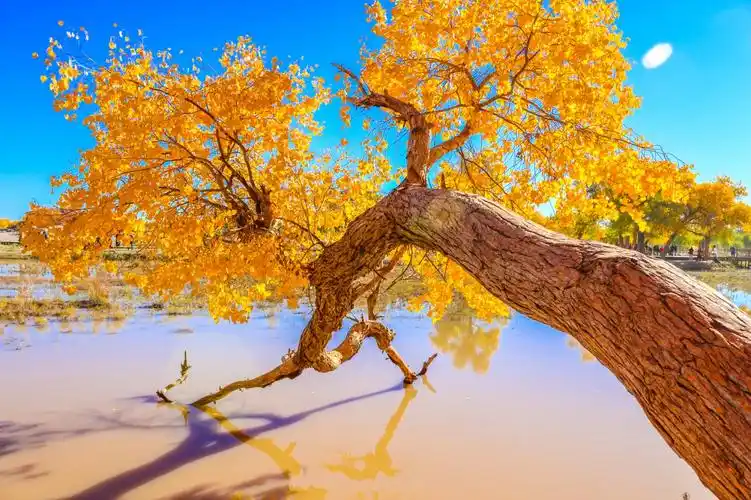 国内6条迷人的秋色美景自驾路线,带你过一个精彩的秋天