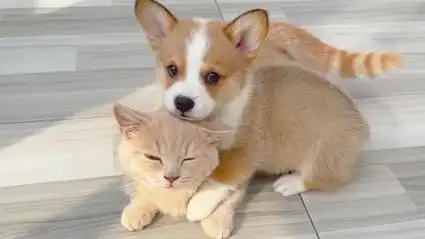 没有比柯基宝宝更可爱的狗狗啦!#小奶基 #柯基宝宝