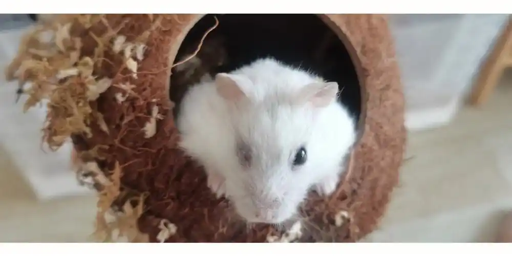 仓鼠眼睛发炎了